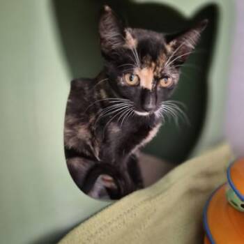 Pinot -  Domestic Short Hair Cat for Adoption in Sacramento, California - Pinot | PetCurious