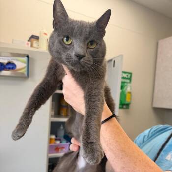 Domestic Short Hair Cats Available for Adoption in Columbiana, Alabama - Bran | PetCurious
