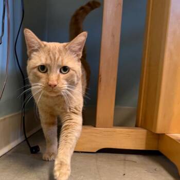 Tigger -  Domestic Short Hair Cat for Adoption in Pittsford, Vermont - Tigger | PetCurious