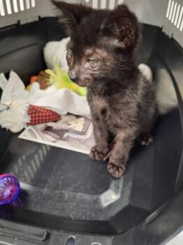 Rescue Domestic Short Hair Cats for Adoption in Fort Lauderdale, Florida - KELSO | PetCurious