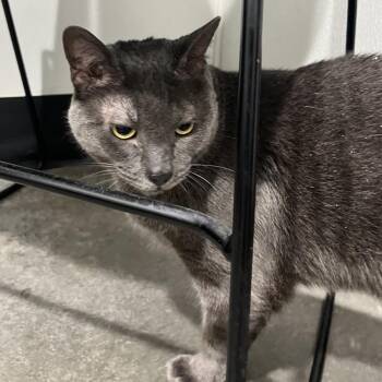 Vassy -  Domestic Short Hair Cat for Adoption in Tampa, Florida - Vassy | PetCurious