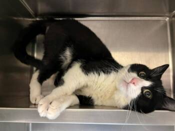 SONIC THE HEDGEHOG -  Domestic Short Hair Cat for Adoption in Antioch, California - SONIC THE HEDGEHOG | PetCurious