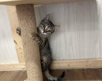Tweed -  Domestic Short Hair and Tabby Cat Available for Adoption in Emerald Isle, North Carolina - Tweed | PetCurious