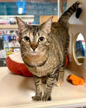 Domestic Short Hair Cats Available for Adoption in Novato, California - Wabbit | PetCurious
