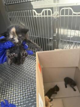 JAMIE -  Domestic Short Hair Cat for Adoption in Dallas, Texas - JAMIE | PetCurious