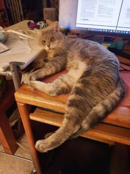 Rescue Domestic Short Hair Cats for Adoption in Fort Collins, Colorado - Prime Minister Cheeks | PetCurious