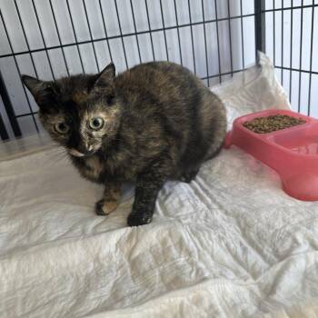 Domestic Short Hair Cats Available for Adoption in Corbin, Kentucky - Chocolate | PetCurious