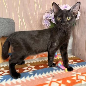 Bat -  Domestic Short Hair Cat for Adoption in Long Beach, Mississippi - Bat | PetCurious
