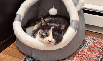 Molly (sweet girl who needs a quiet home) -  Calico Cat for Adoption in Killingly, Connecticut - Molly (sweet Girl Who Needs A Quiet Home) | PetCurious