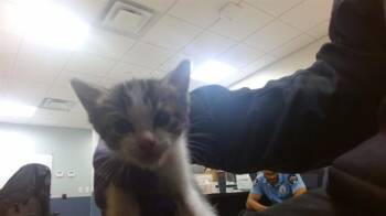 LEO -  Domestic Short Hair Cat for Adoption in Doral, Florida - LEO | PetCurious