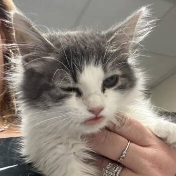 Domestic Medium Hair Cats Available for Adoption in Memphis, Tennessee - Barby | PetCurious