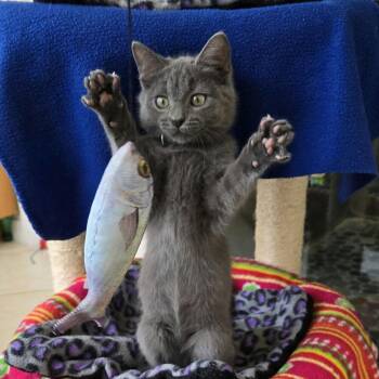 Rescue Domestic Short Hair Cats for Adoption in Houston, Texas - Silverpurrs | PetCurious