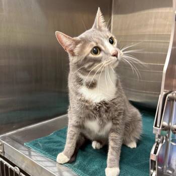 Stephen -  Domestic Medium Hair Cat for Adoption in Morganton, North Carolina - Stephen | PetCurious