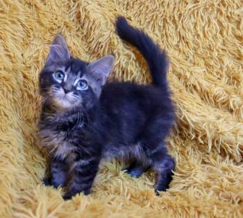 Walnut -  Maine Coon Cat for Adoption in St. Augustine, Florida - Walnut | PetCurious