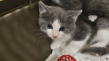 GREYSON -  Domestic Short Hair Cat for Adoption in Palmetto, Florida - GREYSON | PetCurious