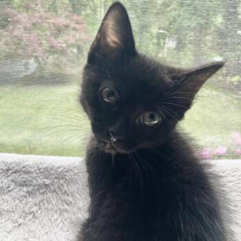 Domestic Short Hair Cats Available for Adoption in Fredericksburg, Virginia - Hand Of The King | PetCurious