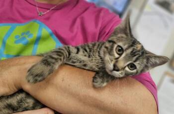 Debbie (Lavender Collar) -  Domestic Short Hair and Tabby Cat for Adoption in Fremont, Nebraska - Debbie (Lavender Collar) | PetCurious