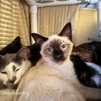 Gomez -  Siamese Cat for Adoption in Cheyenne, Wyoming - Gomez | PetCurious