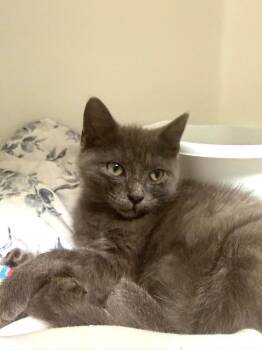 Church -  Domestic Short Hair Cat for Adoption in Pomona, New York - Church | PetCurious