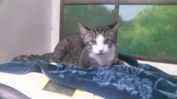 BLAZE -  Domestic Short Hair Cat for Adoption in Houston, Texas - BLAZE | PetCurious