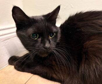 Domestic Short Hair Cats Available for Adoption in Fall River, Massachusetts - Munch | PetCurious
