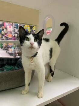 Tiramisu W -  Domestic Short Hair Cat for Adoption in Cary, North Carolina - Tiramisu W | PetCurious