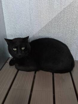 Merlin -  Domestic Short Hair Cat for Adoption in Moriarty, New Mexico - Merlin | PetCurious
