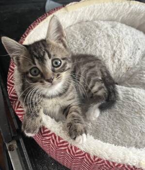 Maggie -  Domestic Short Hair Cat for Adoption in Orlando, Florida - Maggie | PetCurious