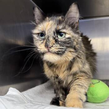 SAMMIE -  Domestic Short Hair Cat for Adoption in Las Vegas, Nevada - SAMMIE | PetCurious