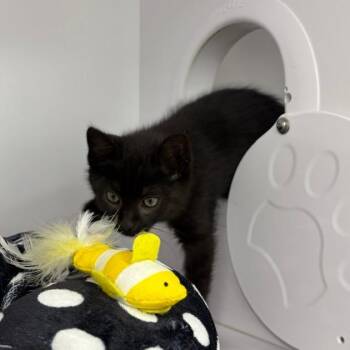Domestic Short Hair Cats Available for Adoption in Dayton, Ohio - Dean | PetCurious