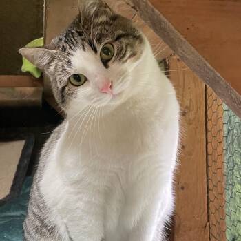 Domestic Short Hair Cats Available for Adoption in Stanwood, Washington - Strom | PetCurious