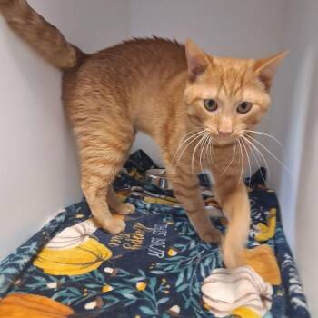 Billy -  Domestic Short Hair Cat for Adoption in Kingman, Arizona - Billy | PetCurious