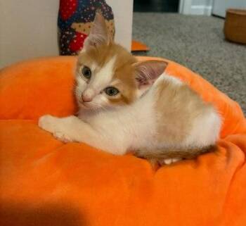 Popcorn -  Domestic Short Hair Cat for Adoption in Chamblee, Georgia - Popcorn | PetCurious
