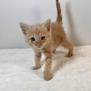 Wombat -  Domestic Short Hair Cat for Adoption in Johnson City, Tennessee - Wombat | PetCurious