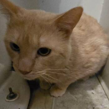 Joon -  Domestic Short Hair Cat for Adoption in Klamath Falls, Oregon - Joon | PetCurious