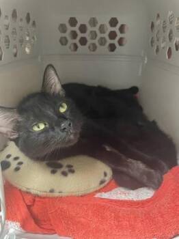 Domestic Short Hair Cats Available for Adoption in Westland, Michigan - Keisha | PetCurious