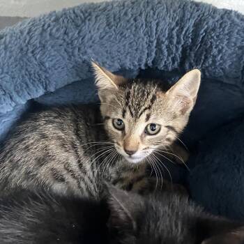 Ginny -  Domestic Short Hair Cat Available for Adoption - Ginny | PetCurious