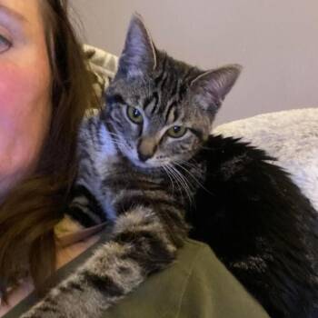 Rescue Domestic Short Hair Cats for Adoption in Eagle Mountain, Utah - Daphne Knieriem | PetCurious