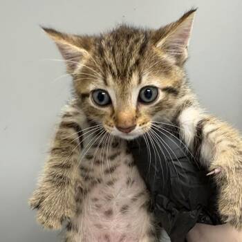 Basil -  Domestic Short Hair Cat for Adoption in Columbiana, Alabama - Basil | PetCurious
