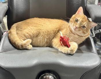 Quincy -  Domestic Short Hair Cat for Adoption in Hartville, Ohio - Quincy | PetCurious