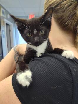 Sky -  Domestic Short Hair Cat for Adoption in Columbus, Ohio - Sky | PetCurious