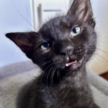 Soot Sprite* -  Domestic Short Hair Cat for Adoption in San Gabriel, California - Soot Sprite* | PetCurious