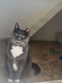 Domestic Short Hair Cats Available for Adoption - Ricky | PetCurious