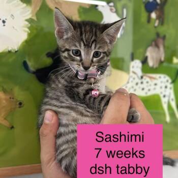 Sashimi -  Domestic Short Hair Cat for Adoption in Tampa, Florida - Sashimi | PetCurious
