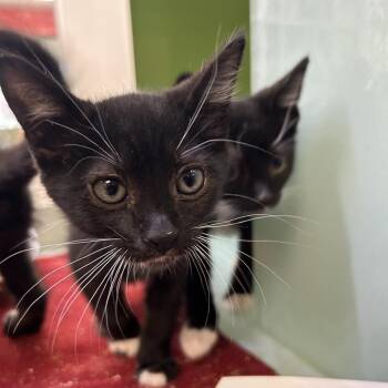 Domestic Short Hair Cats Available for Adoption in Reno, Nevada - Proxima | PetCurious