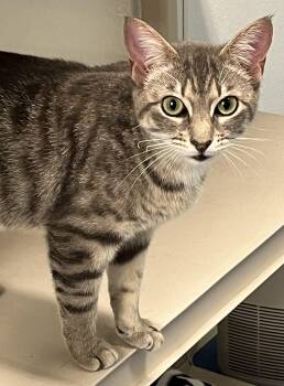 Domestic Short Hair Cats Available for Adoption in Harrison, New York - Druid | PetCurious