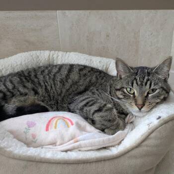 Domestic Short Hair Cats Available for Adoption in Buffalo, Minnesota - Zuk Zuk *Meet Me At Eden Prairie Petsmart* | PetCurious