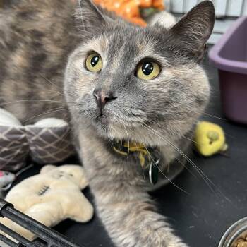 Dilute Tortoiseshell Cats Available for Adoption in Estes Park, Colorado - Kit | PetCurious