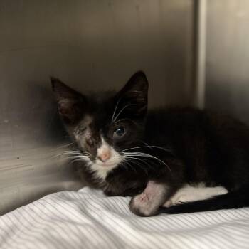 Dharma -  Domestic Short Hair Cat for Adoption in Charleston, West Virginia - Dharma | PetCurious