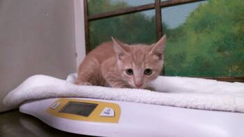 CHEERIO -  Domestic Short Hair Cat for Adoption in Houston, Texas - CHEERIO | PetCurious